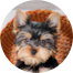 Yorkshire Terrier Puppy For Sale - Windy City Pups