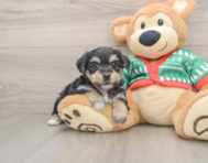 5 week old Yorkie Chon Puppy For Sale - Windy City Pups