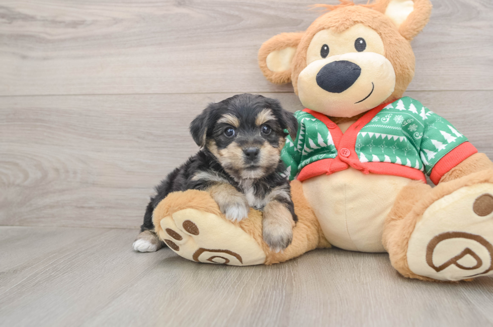 5 week old Yorkie Chon Puppy For Sale - Windy City Pups