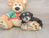 5 week old Yorkie Chon Puppy For Sale - Windy City Pups