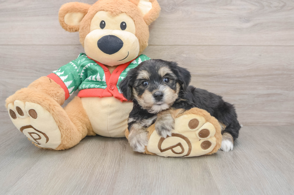 5 week old Yorkie Chon Puppy For Sale - Windy City Pups