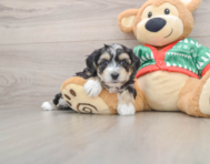 5 week old Yorkie Chon Puppy For Sale - Windy City Pups