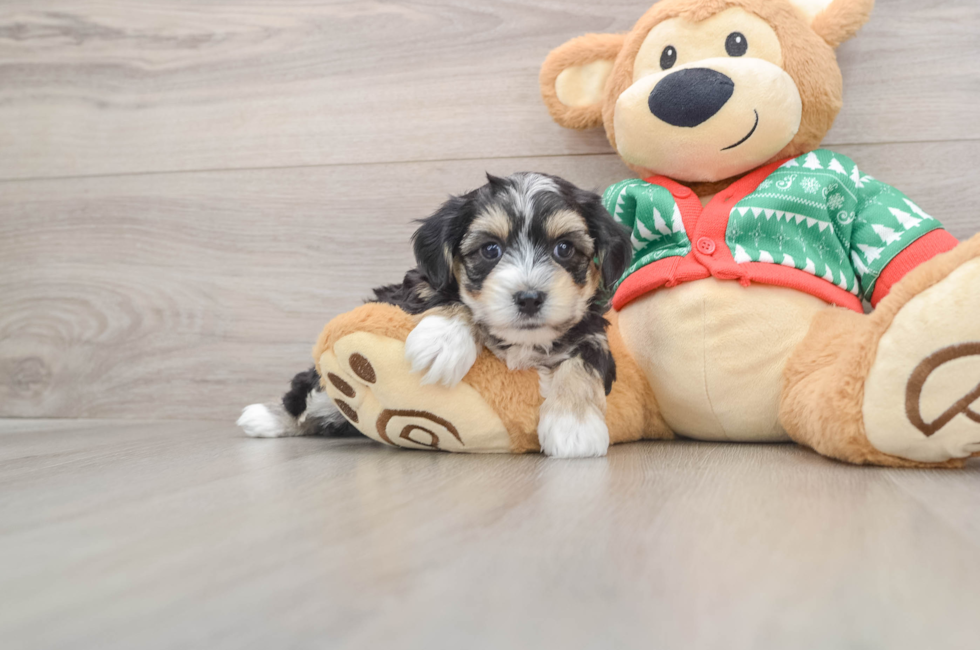 5 week old Yorkie Chon Puppy For Sale - Windy City Pups