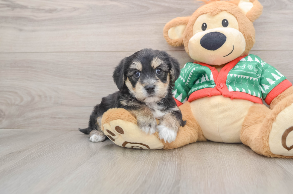 5 week old Yorkie Chon Puppy For Sale - Windy City Pups