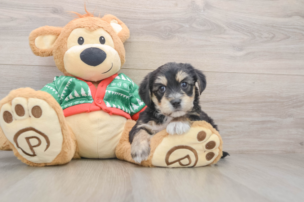 Petite Yorkie Chon Designer Pup