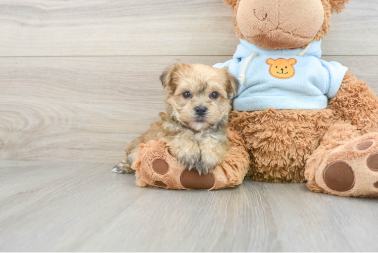 Small Yorkie Chon Baby