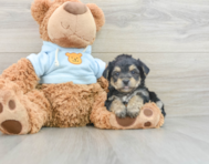 5 week old Yorkie Chon Puppy For Sale - Windy City Pups