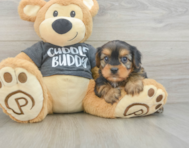 5 week old Yorkie Chon Puppy For Sale - Windy City Pups