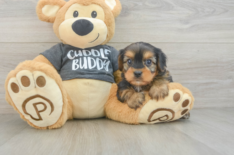 7 week old Yorkie Chon Puppy For Sale - Windy City Pups