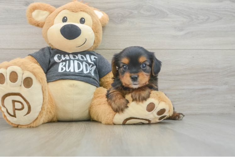 Hypoallergenic Yorkie Bichon Designer Puppy