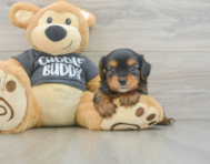 5 week old Yorkie Chon Puppy For Sale - Windy City Pups