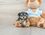 5 week old Yorkie Chon Puppy For Sale - Windy City Pups