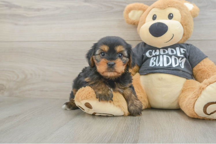 Friendly Yorkie Chon Baby