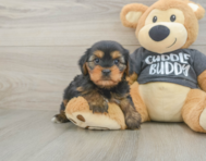 5 week old Yorkie Chon Puppy For Sale - Windy City Pups