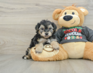 5 week old Yorkie Chon Puppy For Sale - Windy City Pups