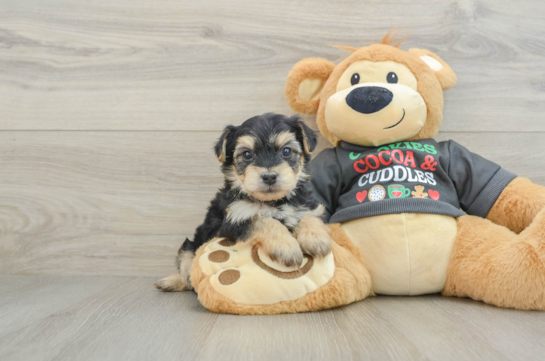 Yorkie Chon Puppy for Adoption