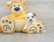 6 week old Yorkie Chon Puppy For Sale - Windy City Pups
