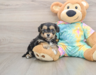 5 week old Yorkie Chon Puppy For Sale - Windy City Pups