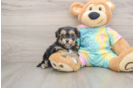 Best Yorkie Chon Baby