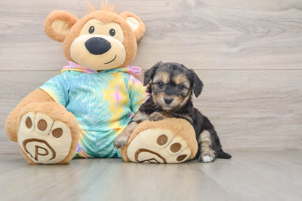 Best Yorkie Chon Baby