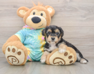 5 week old Yorkie Chon Puppy For Sale - Windy City Pups