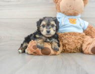 5 week old Yorkie Chon Puppy For Sale - Windy City Pups