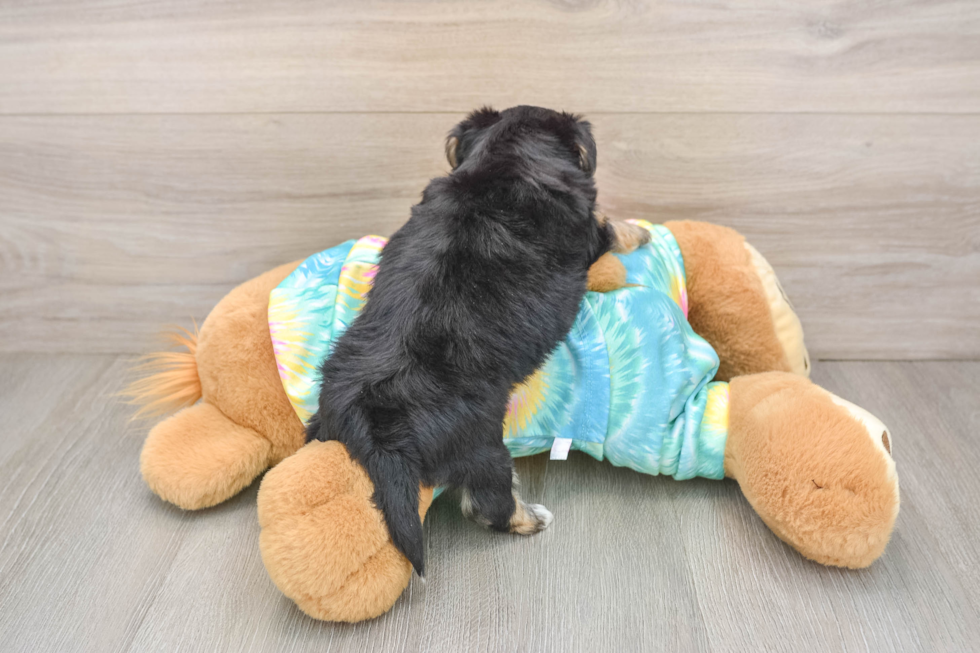 Sweet Yorkie Chon Baby