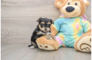 Best Yorkie Chon Baby