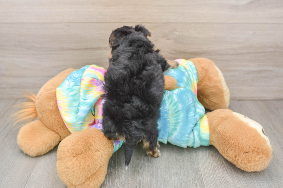 Yorkie Chon Pup Being Cute