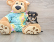 9 week old Yorkie Chon Puppy For Sale - Windy City Pups