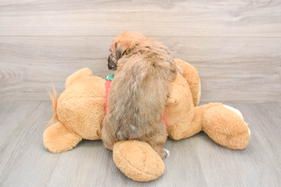 Fluffy Yorkie Chon Designer Pup