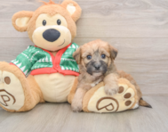 6 week old Yorkie Chon Puppy For Sale - Windy City Pups