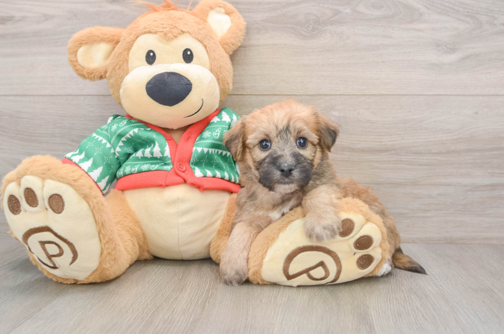 5 week old Yorkie Chon Puppy For Sale - Windy City Pups