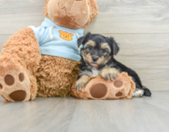 7 week old Yorkie Chon Puppy For Sale - Windy City Pups