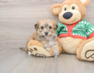6 week old Yorkie Chon Puppy For Sale - Windy City Pups