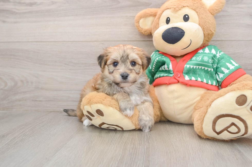 5 week old Yorkie Chon Puppy For Sale - Windy City Pups