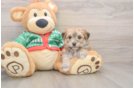 Yorkie Chon Puppy for Adoption