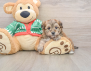 7 week old Yorkie Chon Puppy For Sale - Windy City Pups