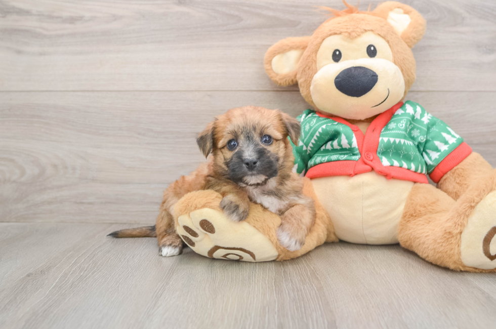 5 week old Yorkie Chon Puppy For Sale - Windy City Pups