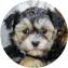 Yorkie Chon Puppy For Sale - Windy City Pups
