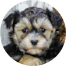 Yorkie Chon Puppies For Sale - Windy City Pups