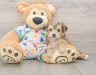 5 week old Yorkie Chon Puppy For Sale - Windy City Pups