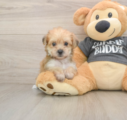 6 week old Yorkie Chon Puppy For Sale - Windy City Pups