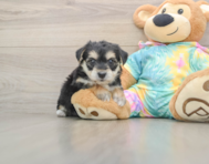6 week old Yorkie Chon Puppy For Sale - Windy City Pups
