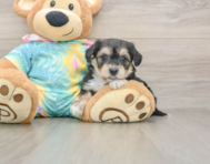 6 week old Yorkie Chon Puppy For Sale - Windy City Pups