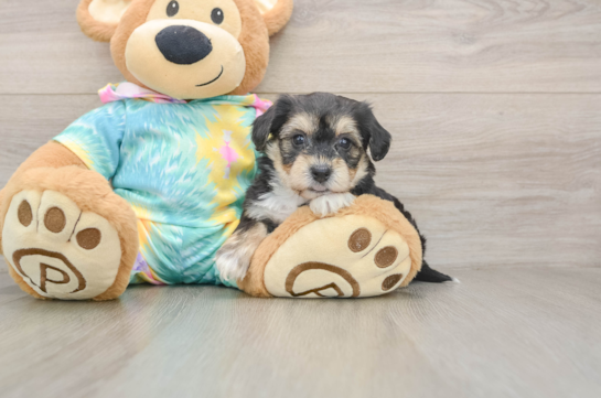 Yorkie Chon Puppy for Adoption