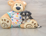 5 week old Yorkie Chon Puppy For Sale - Windy City Pups