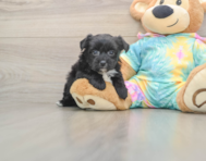 6 week old Yorkie Chon Puppy For Sale - Windy City Pups