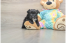 Best Yorkie Chon Baby
