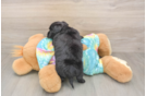 Best Yorkie Chon Baby